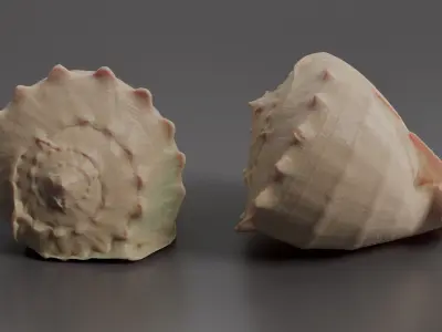 Seashell 3D print model