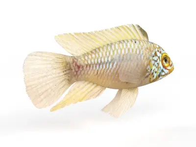Cichlid Fish 3D model