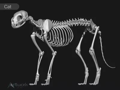 Cat skeleton 3D model
