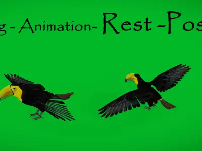 Keel Billed Toucan Bird Low-poly 3D model