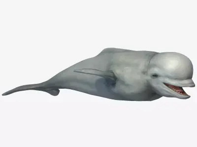 Beluga Whale Low-poly 3D model
