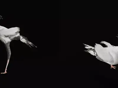 Secretary Bird Free 3D model