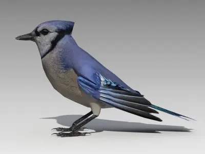 Blue Jay Animated Low-poly 3D model