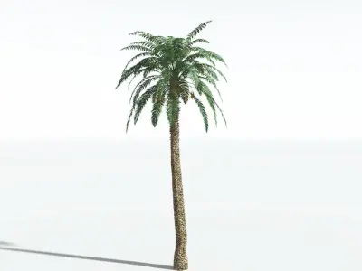 EVERYPlant Date Palm 1 --16 Models-- 3D model