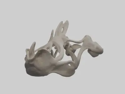 Hippo Pelvis Low-poly 3D model