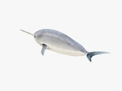 Narwhal Free 3D model