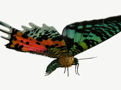 Madagascan Sunset Moth Low-poly 3D model