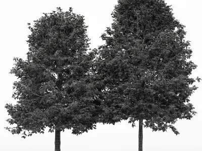  2diffrent tree ShingleOak Fall  2 trees Models in the scene Free 3D model