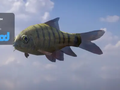 Acrossocheilus Grouper Fish 3D model