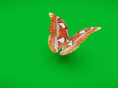 Atlas Moth Butterfly Low-poly 3D model