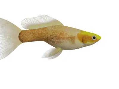 Guppy Fish Low-poly 3D model