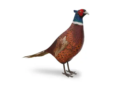 Pheasant 3D model