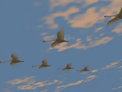 Swans swan flying in sky Low-poly 3D model