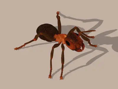 Normal Ant Low-poly 3D model