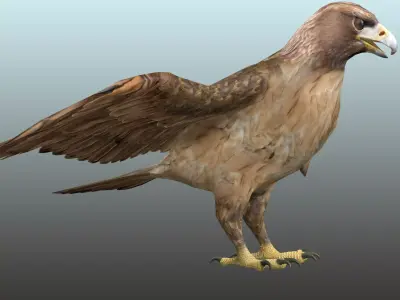 Golden Eagle  Low-poly 3D model