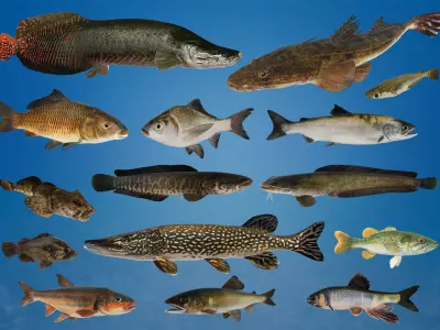 Freshwater Fish Collection 3D model
