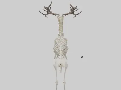 Caribou Skeleton model Low-poly 3D model