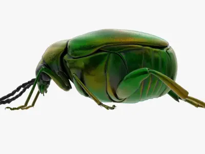4K Beetle Low-poly 3D model