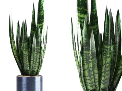 indoor plant set017 3D model