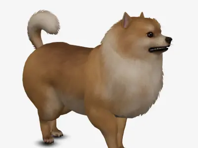 Dog Pomeranian Low-poly 3D model