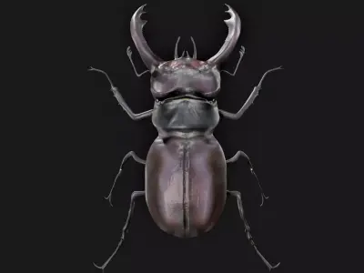 Stag Beetle Rigged Low-poly 3D model