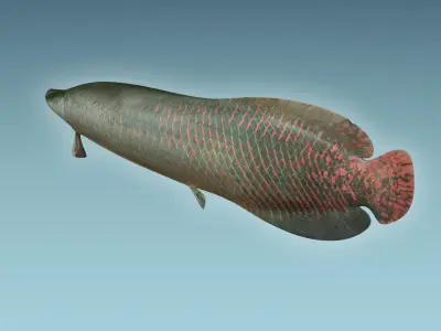Arapaima Fish 3D model