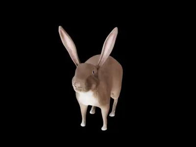  Rabbit 3D Model  Low-poly 3D model