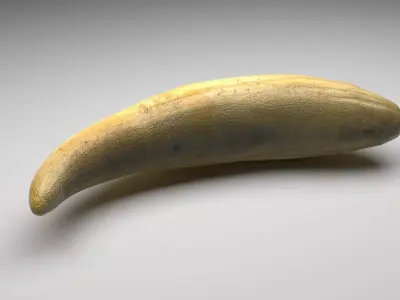 Sperm Whale Tooth 3D model