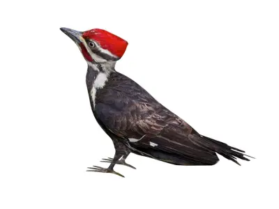 Woodpecker Low Poly Rigged with high quality texture  Low-poly 3D model