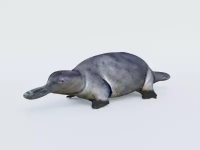 Platypus Free 3D model
