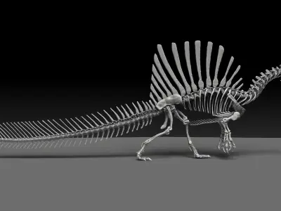 Dinosaur Spinosaurus 2020 version Full Set Skeletons Sculpt  3D model