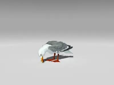 Seagull Low-poly 3D model