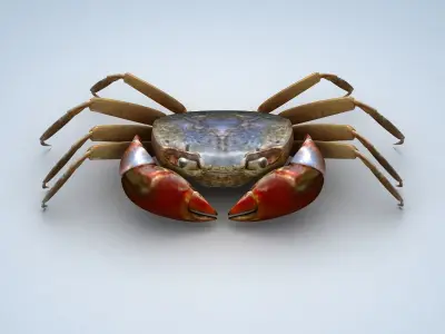 Ilyoplax pingi crab Low-poly 3D model
