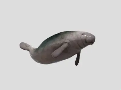 Manatee  Animated Low-poly Low-poly 3D model