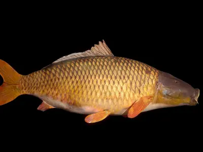 Carp 3D Model fish Low-poly 3D model