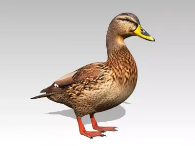 Mallard Duck Female Low-poly 3D model