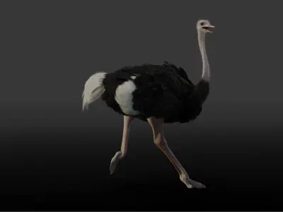 Ostrich Animated 3D model
