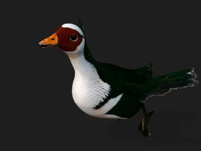 Duck A4 3D model