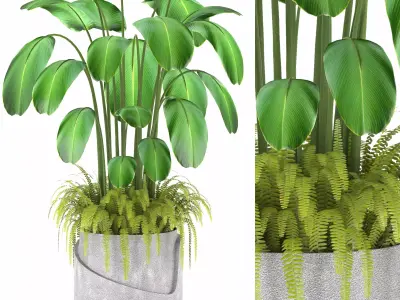 Indoor Plants in Ferm Living Bau Pot Large - Set022 Free low-poly 3D model