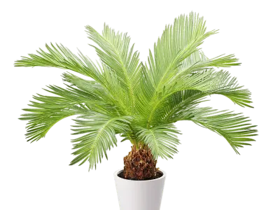  Sago Palm Potted Plant Model 