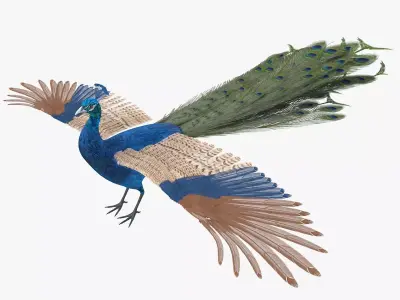 Peacock peafowl bird rigged 3d model Low-poly 3D model