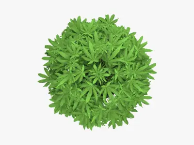 Cannabis Plant in a Pot 3D model