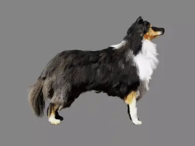 Sheltie dog pet Free 3D model