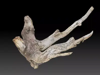 Tree Root 3D Scan in highpoly 3D model
