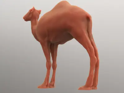 Camel Sculpt  3D model