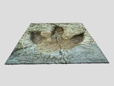 Tyrannosaurus Rex Footprint - fossil-dinosaur-3D Printing 3D model