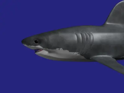 Shark AAA Low-poly 3D model