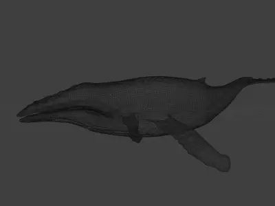 Humpback whale 3D model
