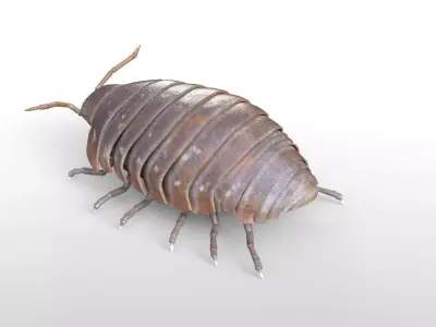 Pill bug insect Low-poly 3D model