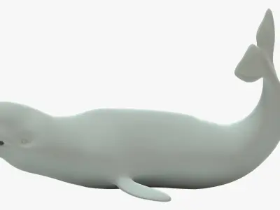 Beluga Whale Rigged Basemesh Low-poly 3D model